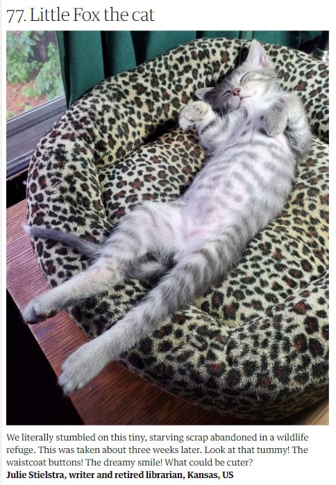 A grey striped tabby kitten reclining on a leapord print pet bed, belly out and paws up.